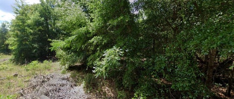 Tiny photo for 0 NW 14th, Ocala, FL 34482 (MLS # D6148596)
