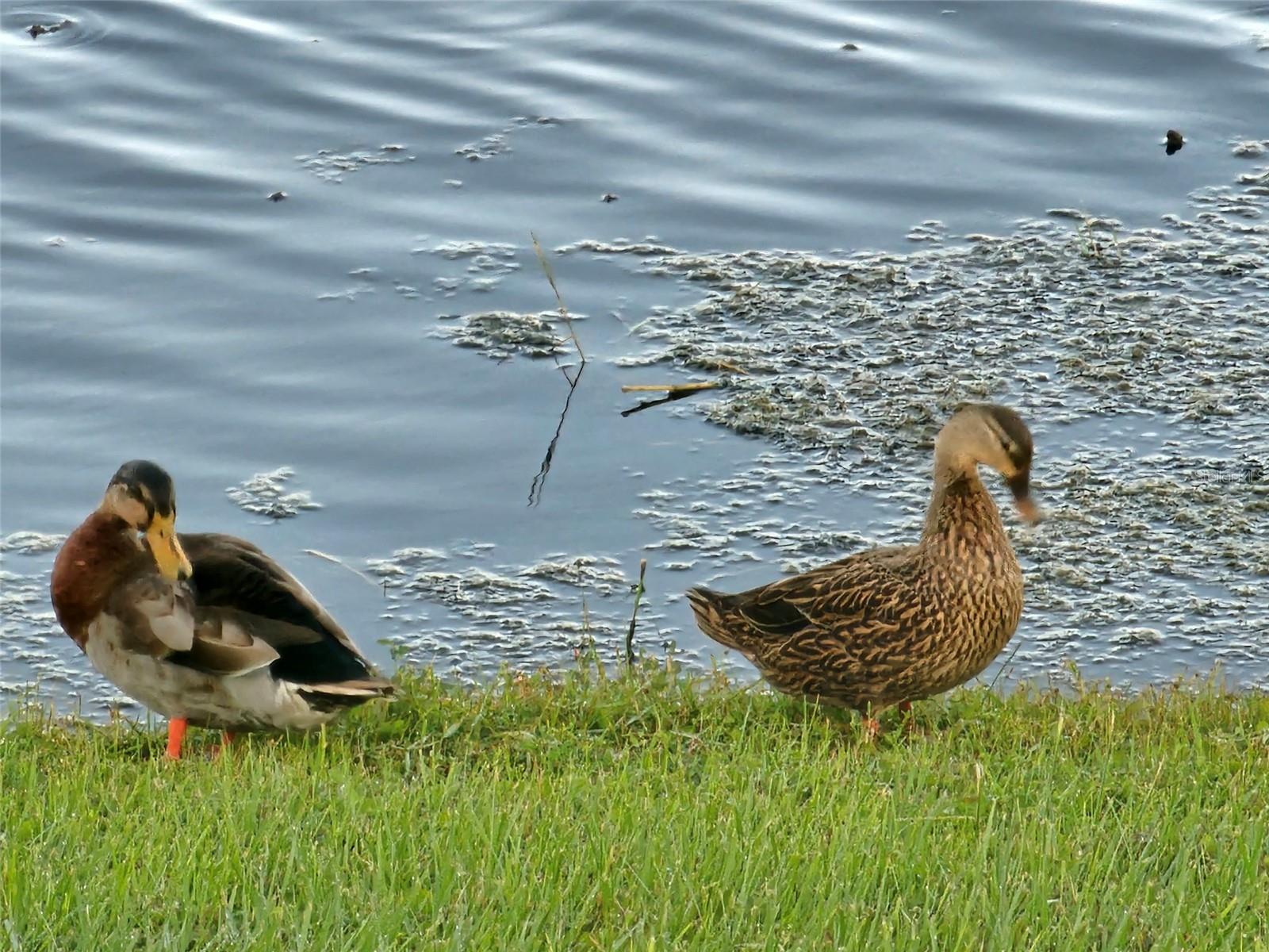 FOREST BROOKE ACTIVE ADULT PHS - Residential