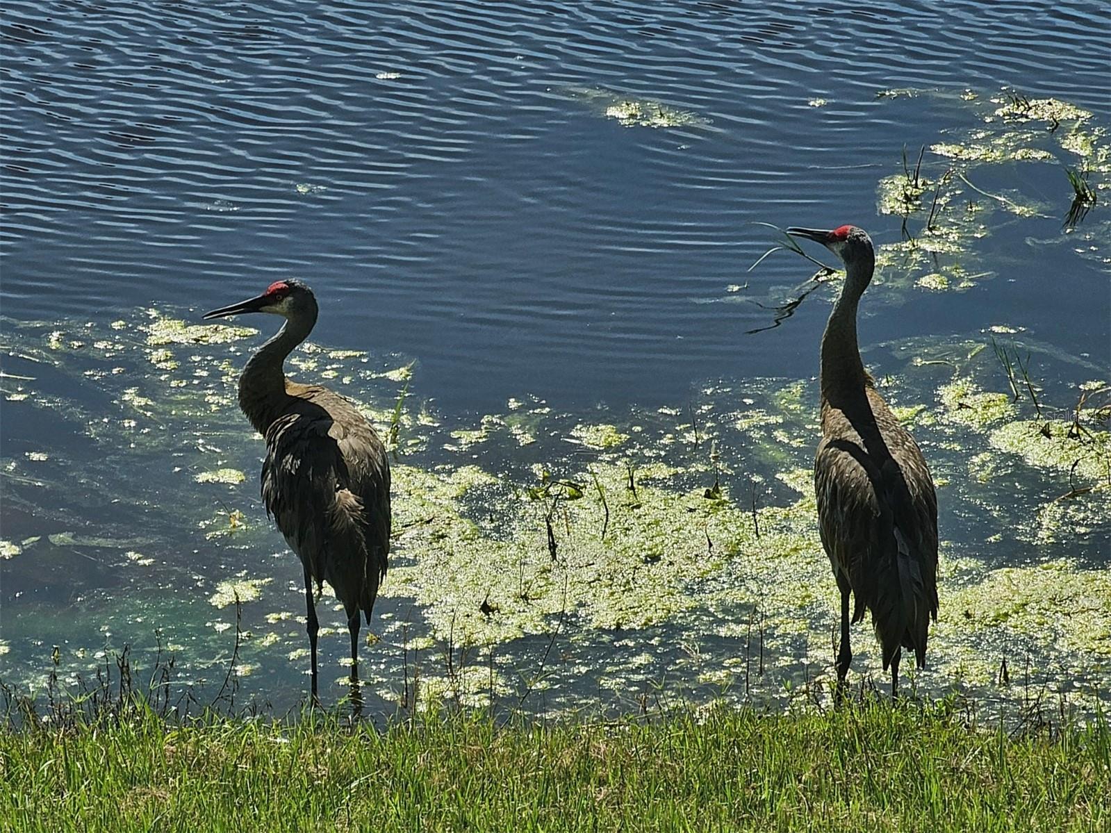 FOREST BROOKE ACTIVE ADULT PHS - Residential