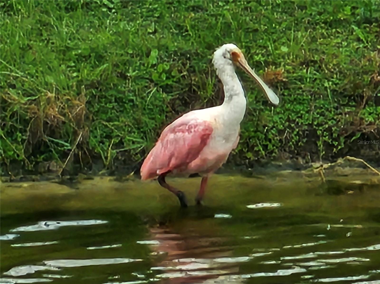 FOREST BROOKE ACTIVE ADULT PHS - Residential