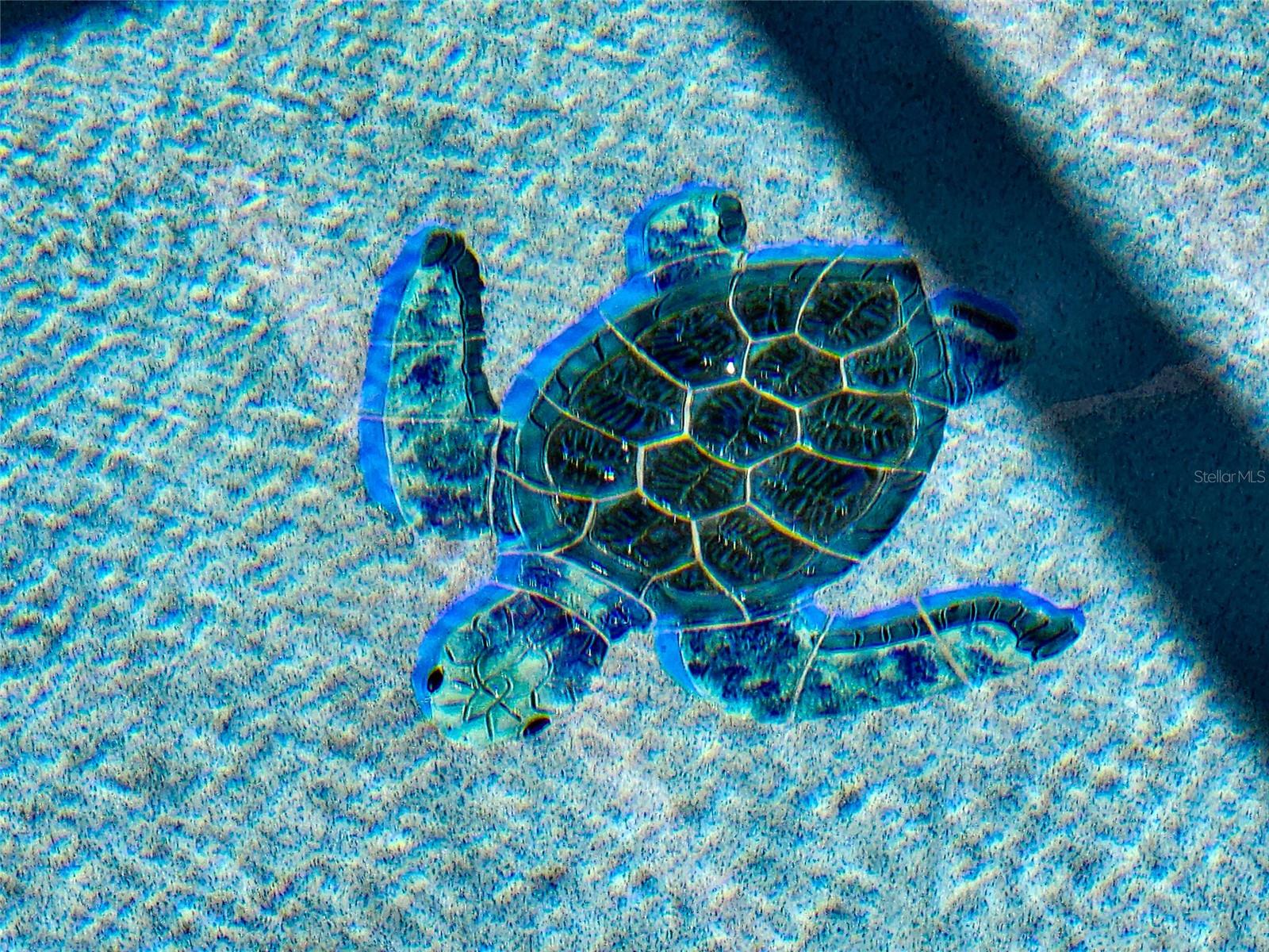 FLORIDA SHORES 01 - Residential