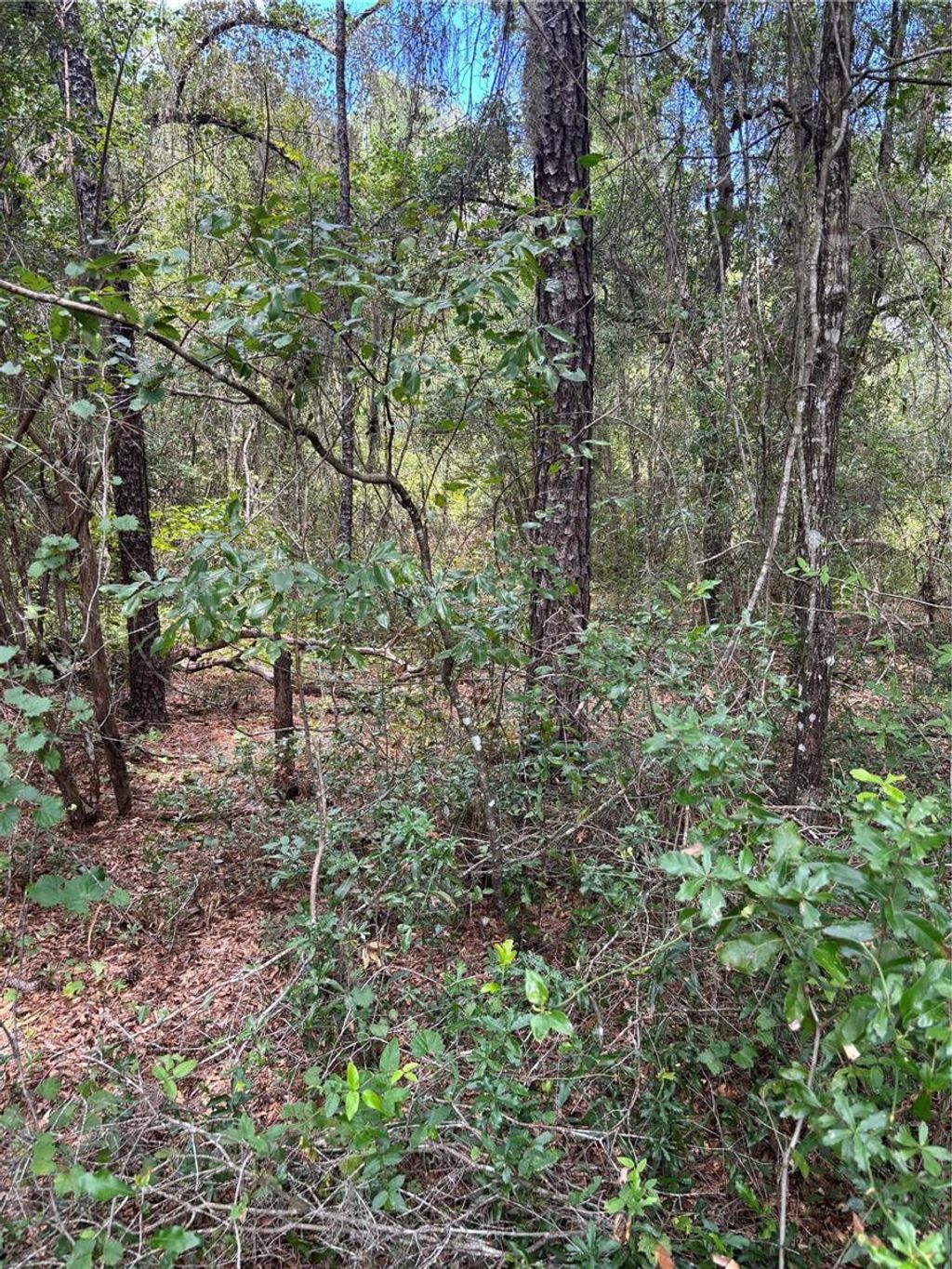 Photo of 875 E Elston Place, Citrus Springs, FL 34434 (MLS # O6339249)