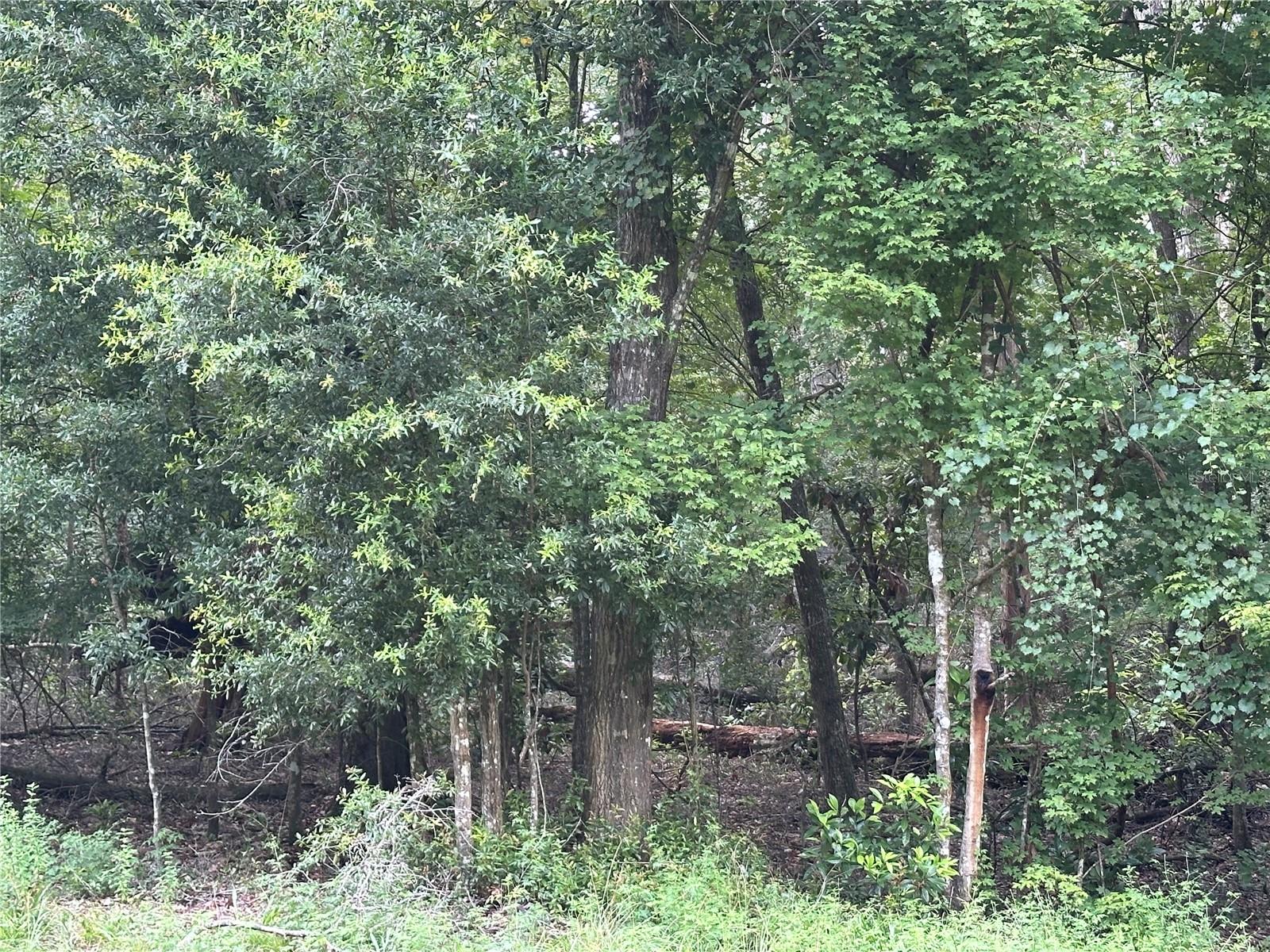 Embrace North Florida river life at Three Rivers Estates! This nearly 1-acre, wooded lot is just around the corner from Bridge Park, one of 10 private community parks on the Santa Fe River. Paddle the Ichetucknee or Santa Fe Rivers, immerse yourself in nature, and envision your dream retreat in this serene oasis. A rare opportunity in a tight-knit, river-loving community. Don’t let it slip away!