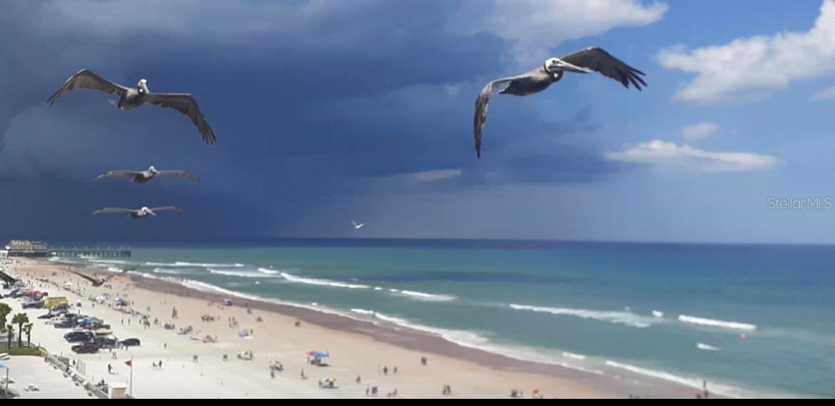 HARBOUR BEACH RESORT CONDO - Residential