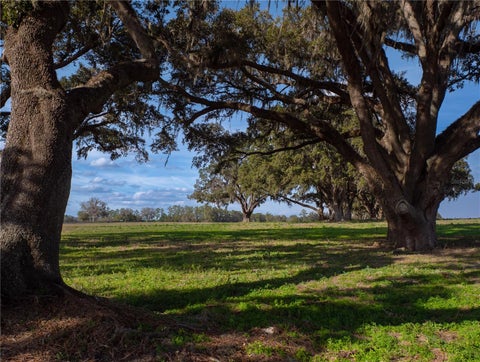 Tiny photo for Tbd NW Gainesville Road, Reddick, FL 32686 (MLS # OM723151)