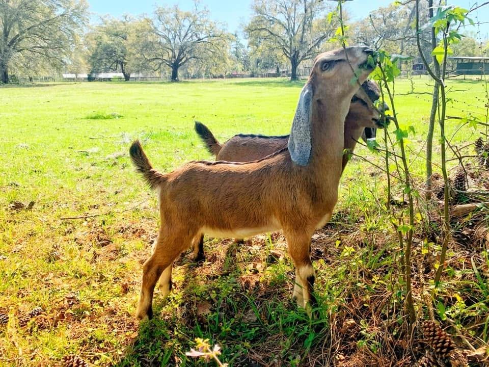 14.6 ACRES MOL IN S1/2 OF SE1/4 OF SW1/4 LYING W O - Residential