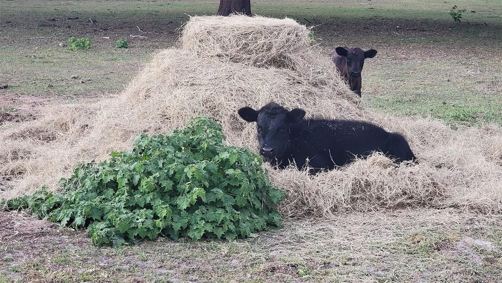 14.6 ACRES MOL IN S1/2 OF SE1/4 OF SW1/4 LYING W O - Residential