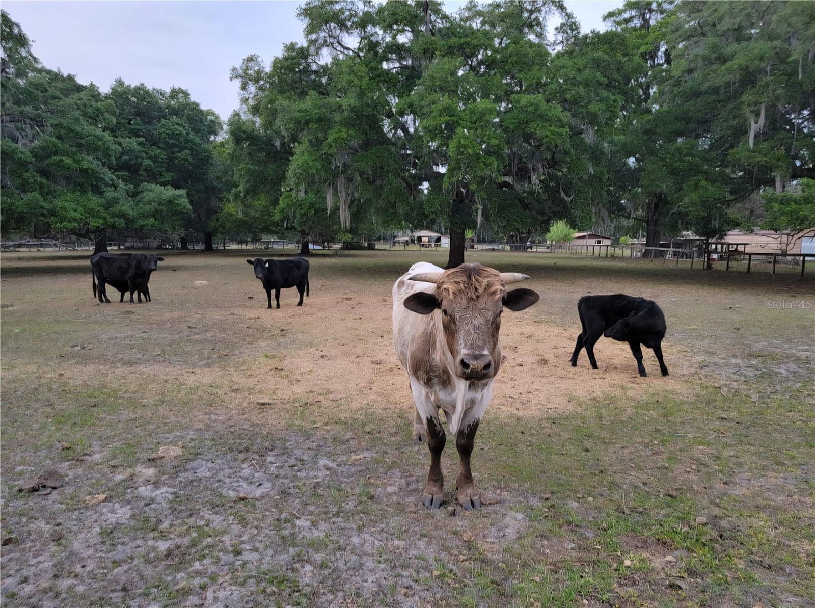 14.6 ACRES MOL IN S1/2 OF SE1/4 OF SW1/4 LYING W O - Residential