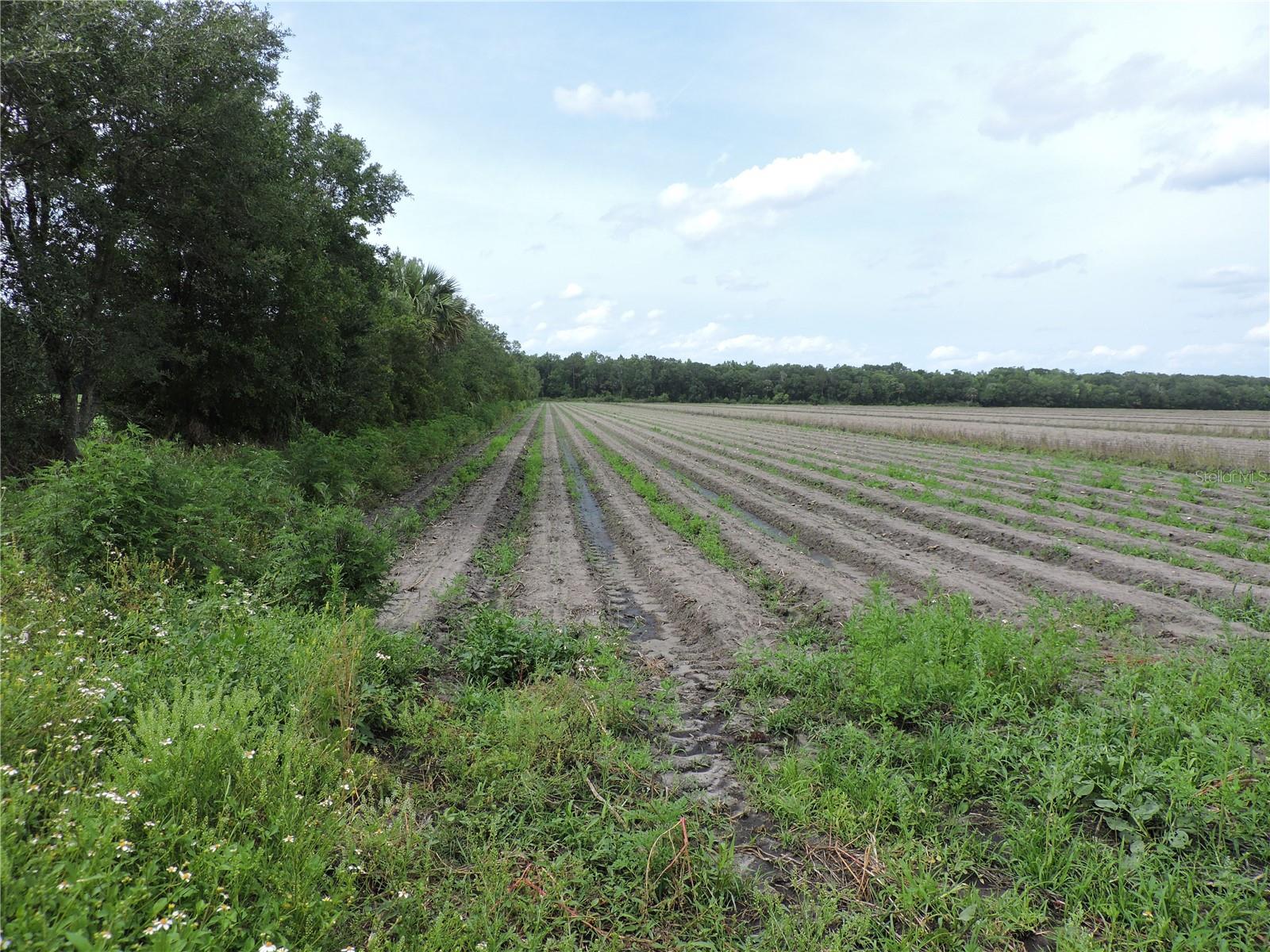 NO DEED RESTRICTIONS OR WETLAND ON THIS 10-ACRES. Looking for cleared land in the country ready for your new home, modular home, or manufactured home? Here it is ready for you to bring your RV"s, boats, ATV's, horses, all your toys, plant a garden, and enjoy the outdoors minutes from town. Once your home is completed, you can park your work trucks & trailers. IT IT'S TOO MUCH LAND, AFTER YOU PURCHASE, you can split the land one time and own two 5-acre parcels (one for you & one to sell). Buyer is responsible for driveway, well, septic, power, and all permits. Once surveyed a new legal description & parcel number will be given, as this legal is for all 20 acres. The 10 acres to the East of this is also available see MLS # FC312254 SELLER IS HAVING IT SURVEYED.
Less than 5-miles away you have county owned Bull Creek Fish Camp with new coming restaurant, boat ramp, kayaking, fishing, then on your way to county owned Russell Landing on County Road 2007 you have boat ramp with bathrooms, picnic area, trails you pass the county owned lighted arena and Pellicer Community Center for family parties. Don’t miss out on this incredible opportunity! Ready for you to bring your mobile home, modular home, or build a house.