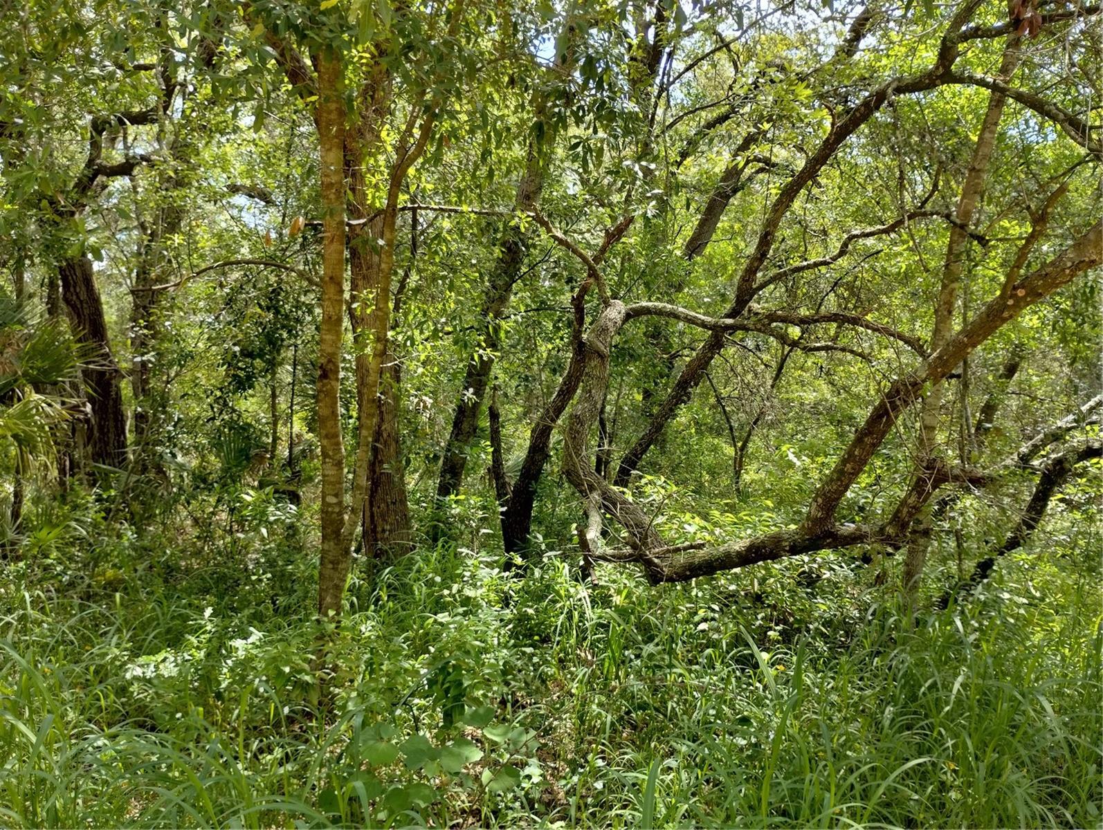 CARLTON VILLAGE SUB - Land