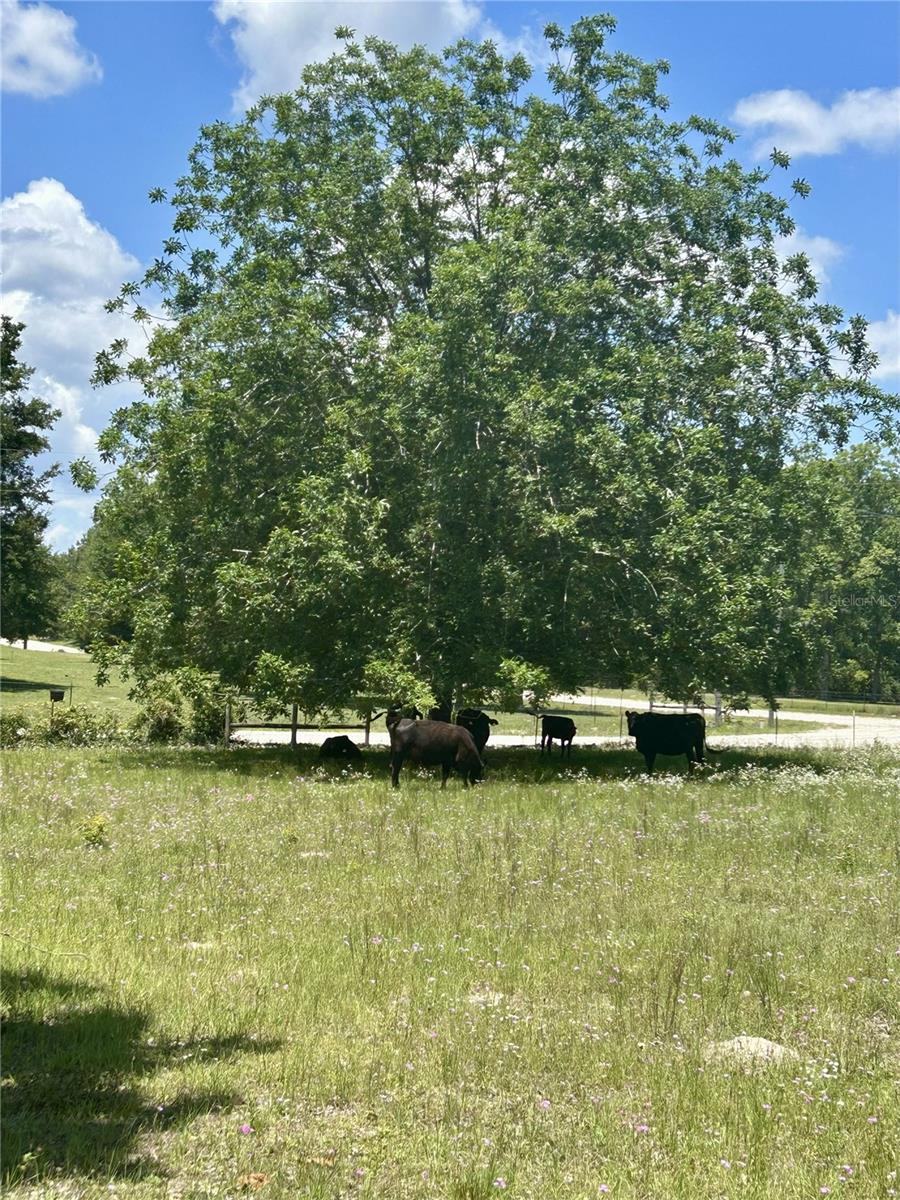 TIMUQUA SUB - Residential