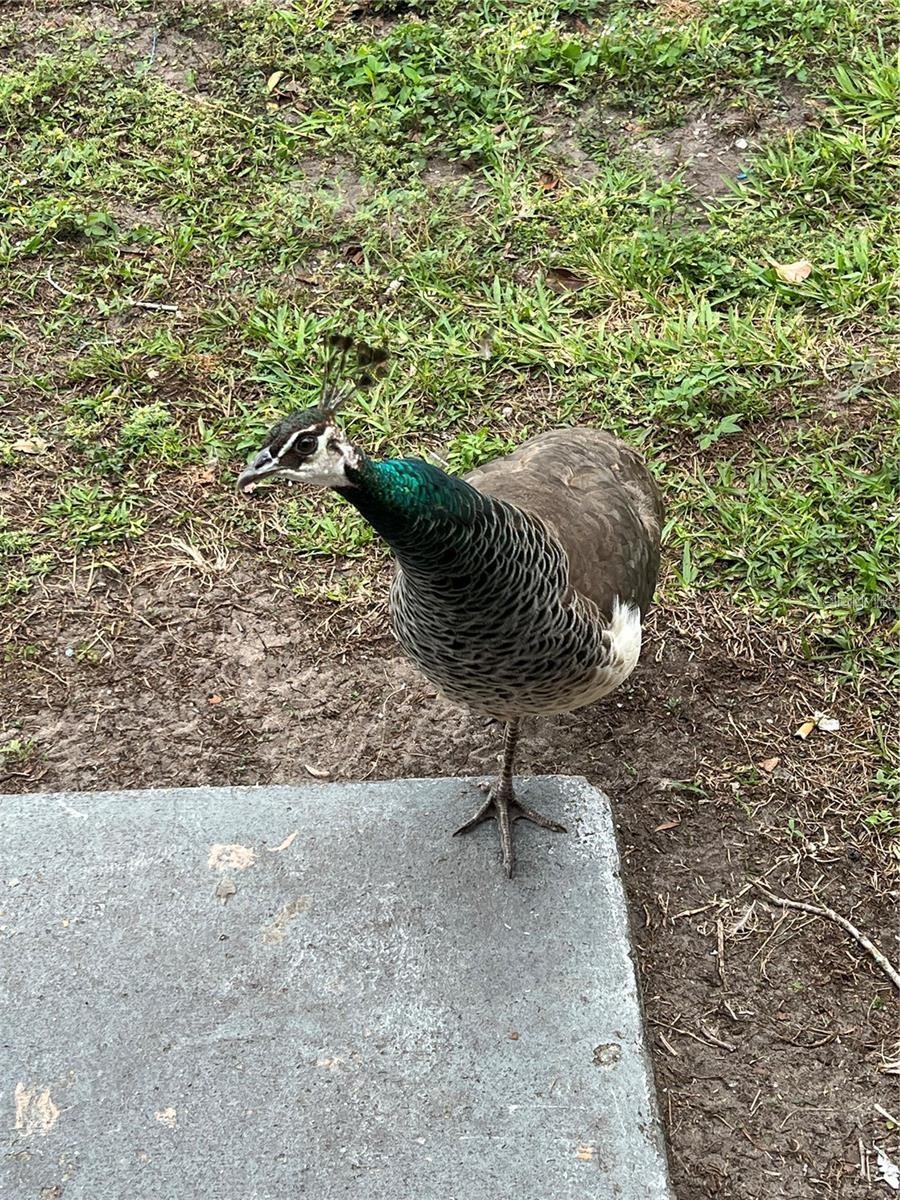 VILLAS COSTA DEL SOL - Residential