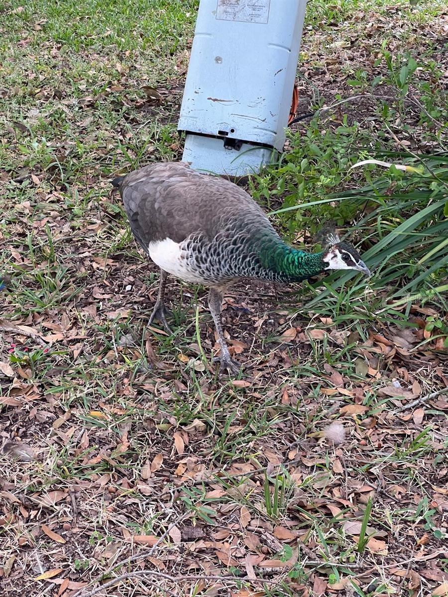 VILLAS COSTA DEL SOL - Residential