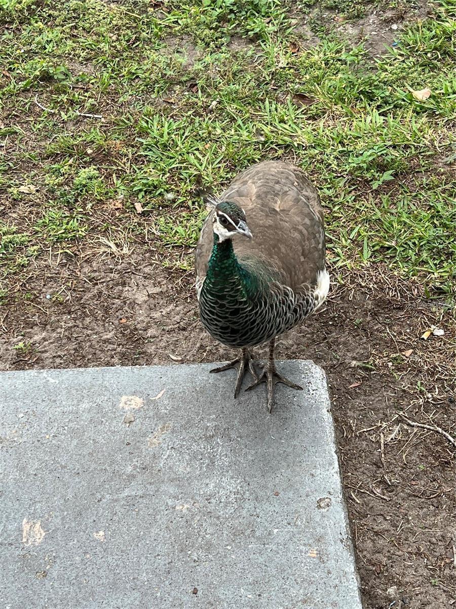 VILLAS COSTA DEL SOL - Residential