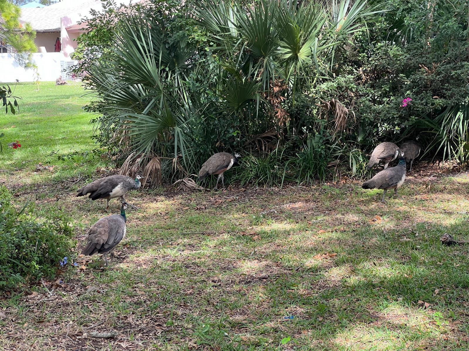 VILLAS COSTA DEL SOL - Residential