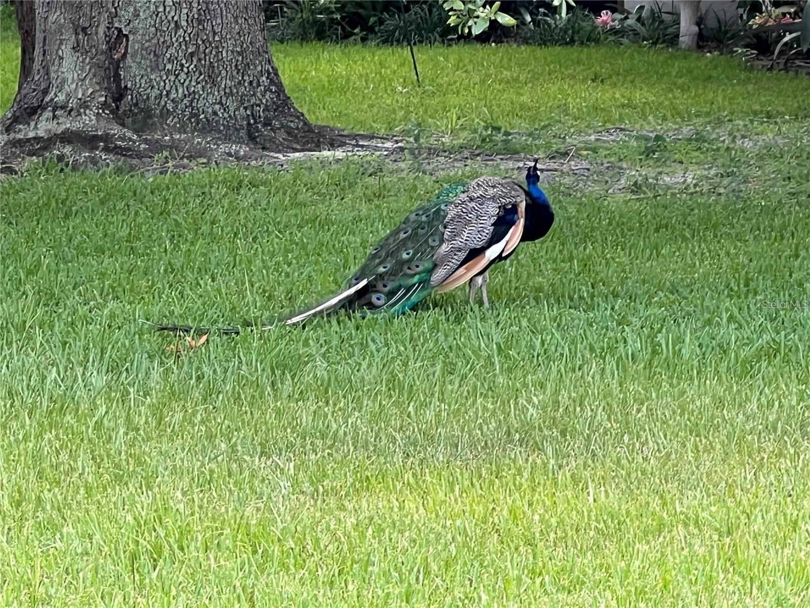 VILLAS COSTA DEL SOL - Residential