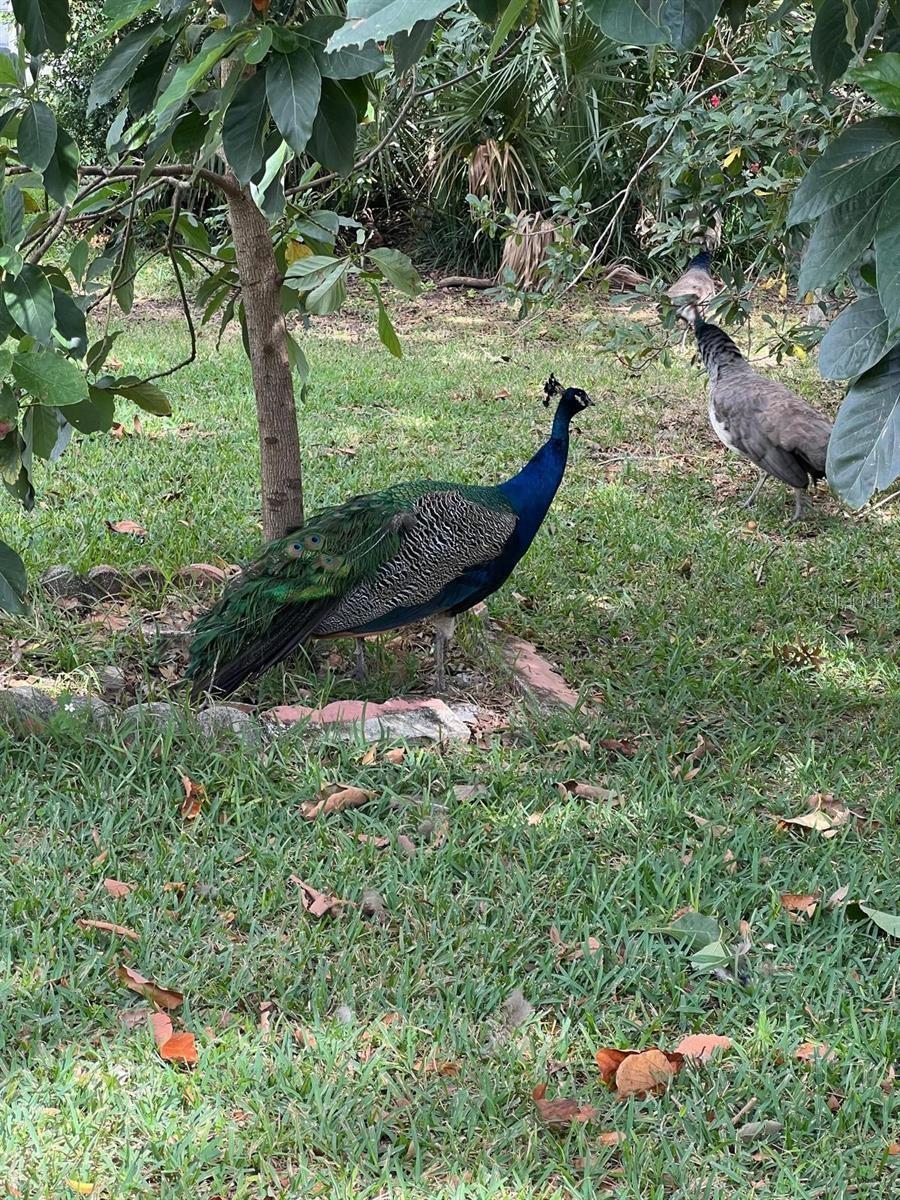 VILLAS COSTA DEL SOL - Residential