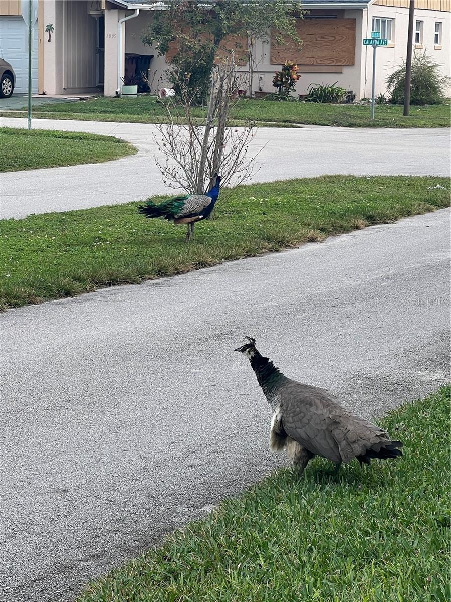 VILLAS COSTA DEL SOL - Residential