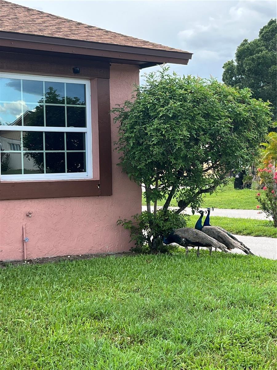 VILLAS COSTA DEL SOL - Residential