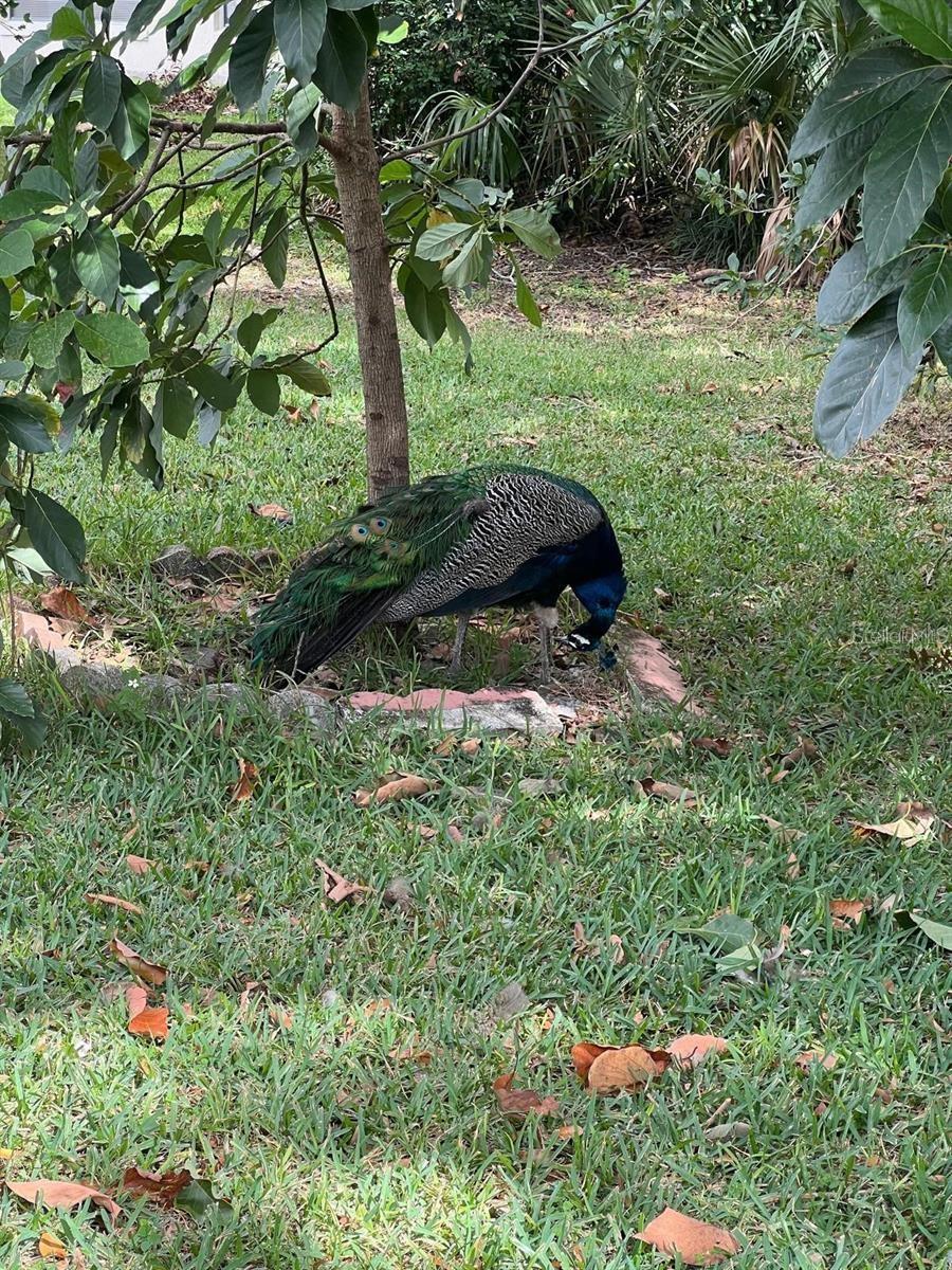 VILLAS COSTA DEL SOL - Residential