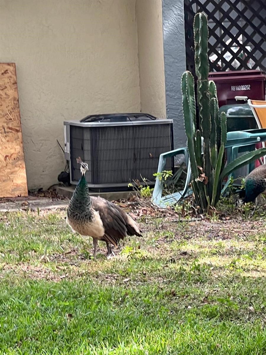 VILLAS COSTA DEL SOL - Residential