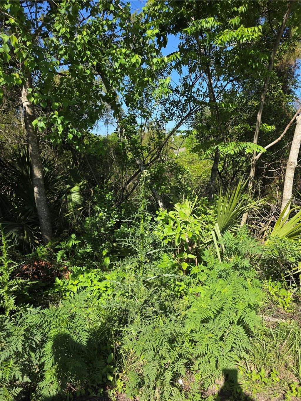 Photo of 226 Walnut Avenue, Orange City, FL 32763 (MLS # V4948533)