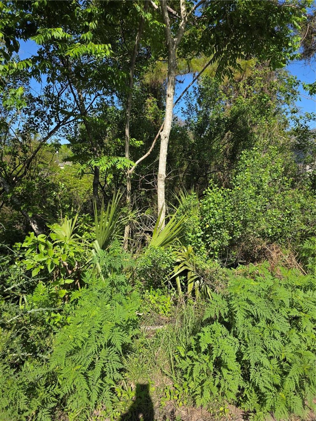 Photo of 226 Walnut Avenue, Orange City, FL 32763 (MLS # V4948533)