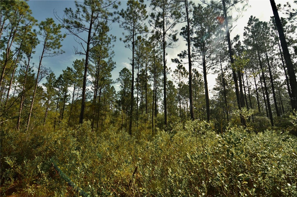 Photo of NW 179th Street, Starke, FL 32091 (MLS # OM731212)