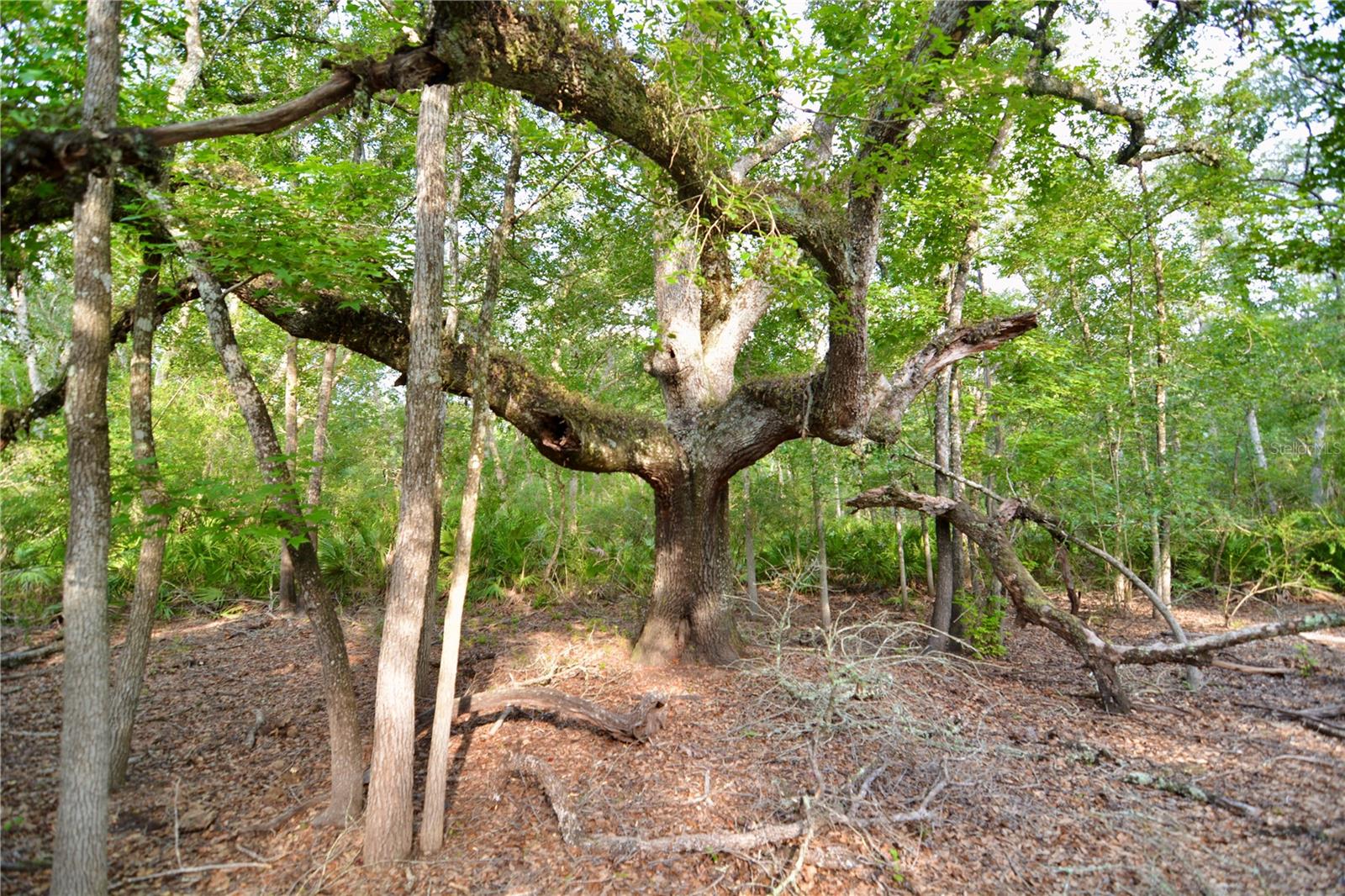 ROLLING PINES - Residential