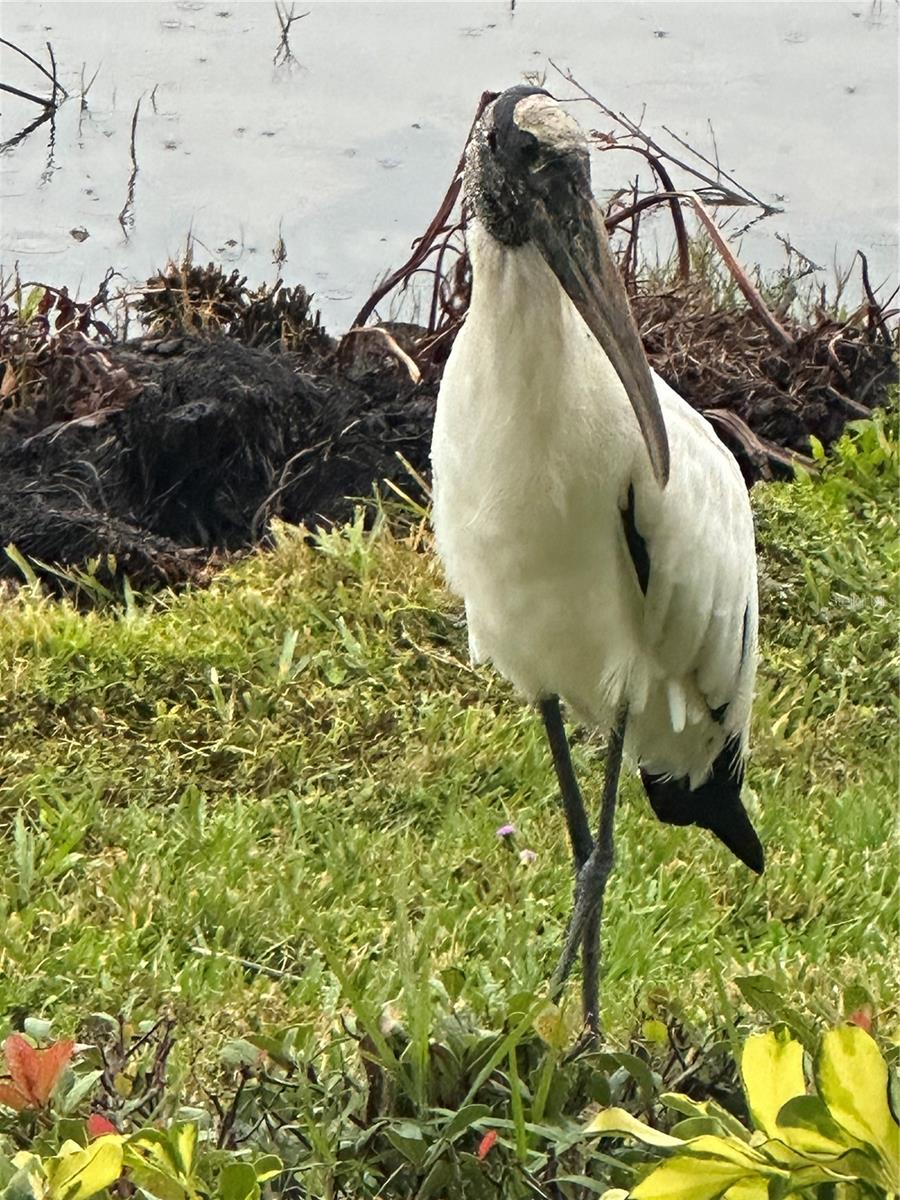 THE LAGOON I AT TIDEWATER PRESERVE - Residential