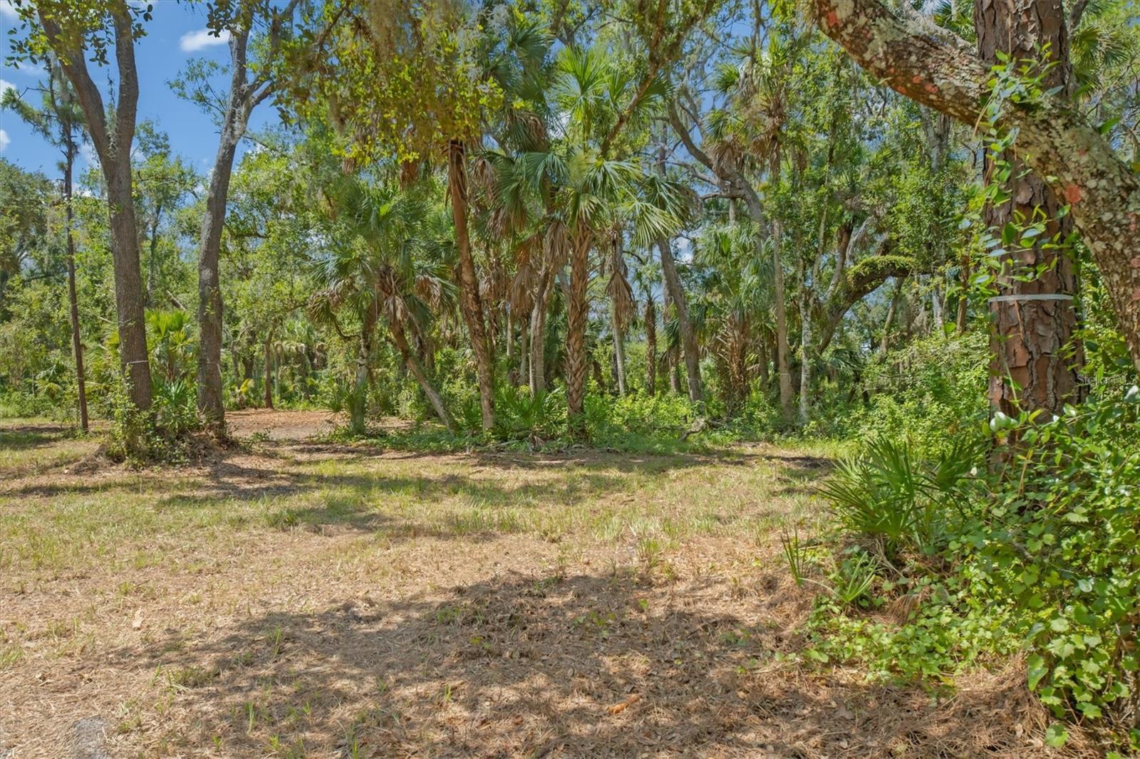 FOREST AT THE HI HAT RANCH - Land