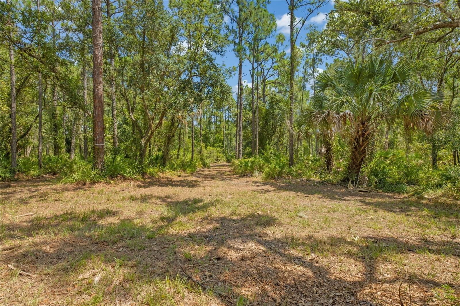 FOREST AT THE HI HAT RANCH - Land