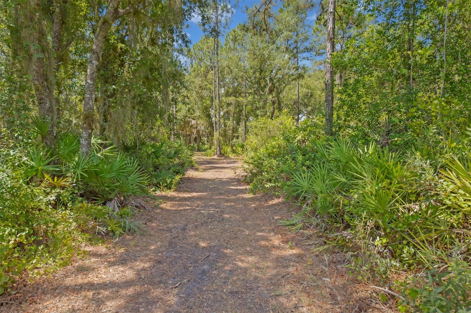 FOREST AT THE HI HAT RANCH - Land