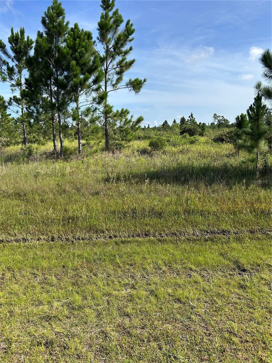 The lot is 100 feet x 218 feet or one-half acre is equal to 21,780 square feet.
It is a beautiful wooded area to build your home. Amenities in Lake Wales and Winter Haven are schools, shopping, hospitals, an excellent place to start investing in your future. Come see this beautiful area and you will be thrilled. When you want to obtain an inexpensive new home call immediately with no obligation for details.
A half-acre allows diverse landscaping, including a lawn, areas for gardening (vegetables, herbs), large trees, an area for entertaining and even a garden shed. 20 minutes to Publix where "shopping is a pleasure." Information believed to be true, but buyer should verify information.