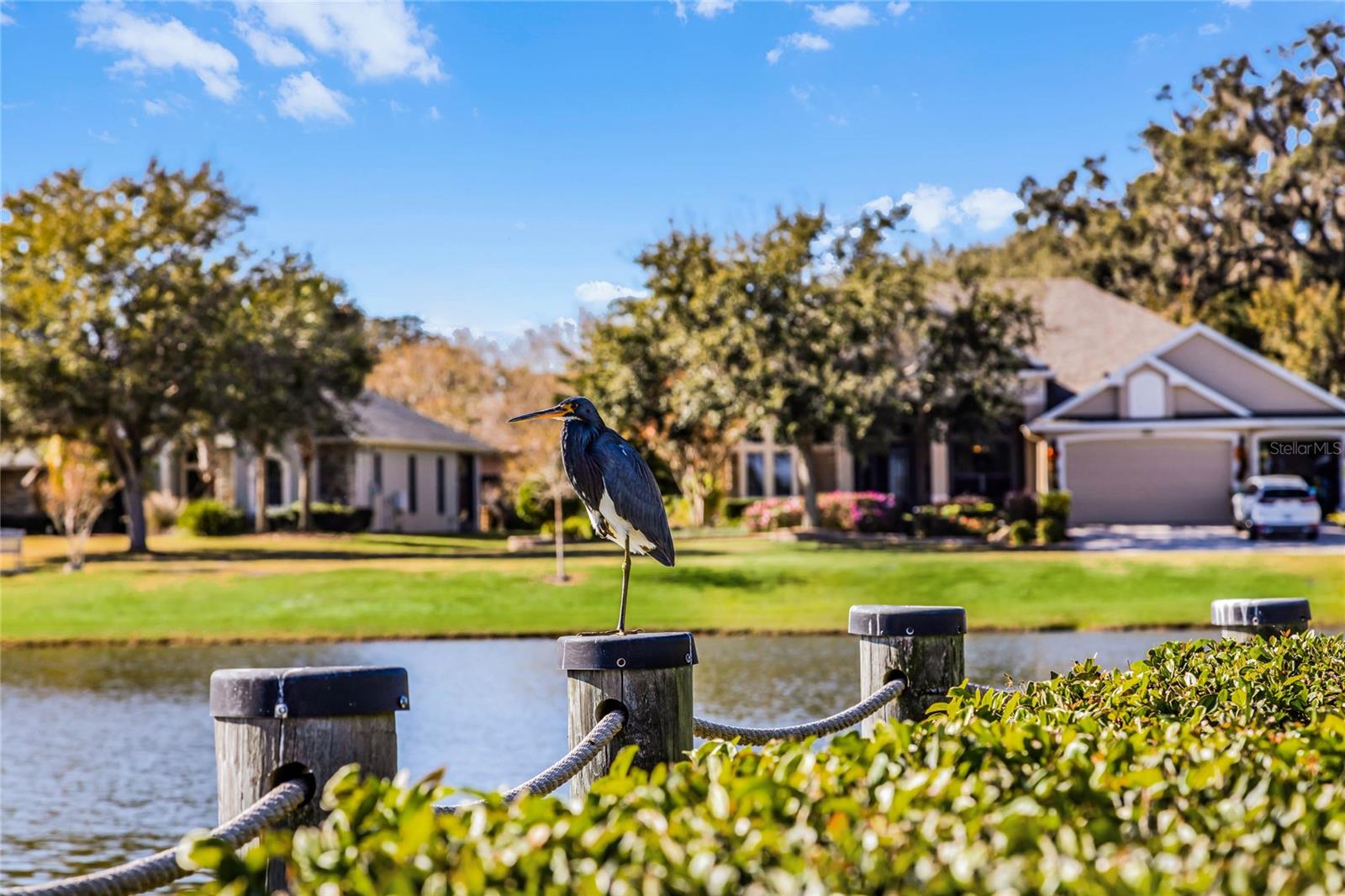 LAKES OF MOUNT DORA - Residential