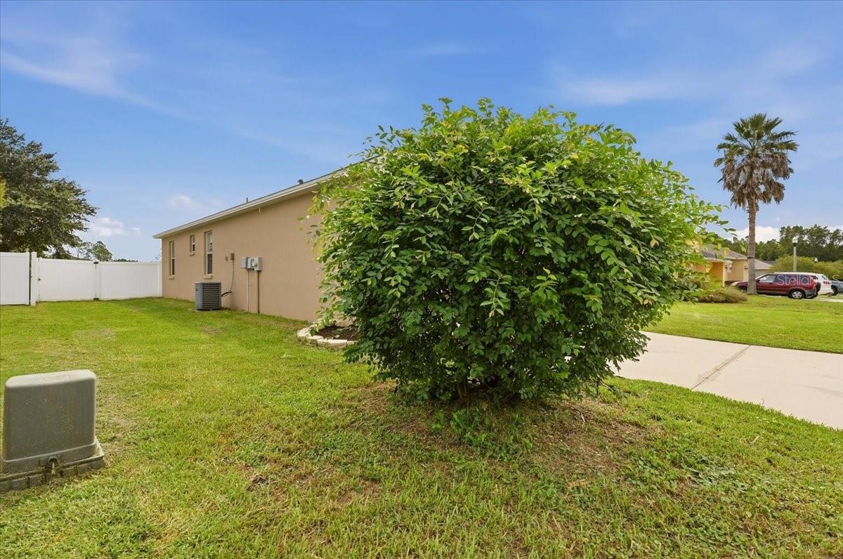 5014 YELLOWTOP LOOP