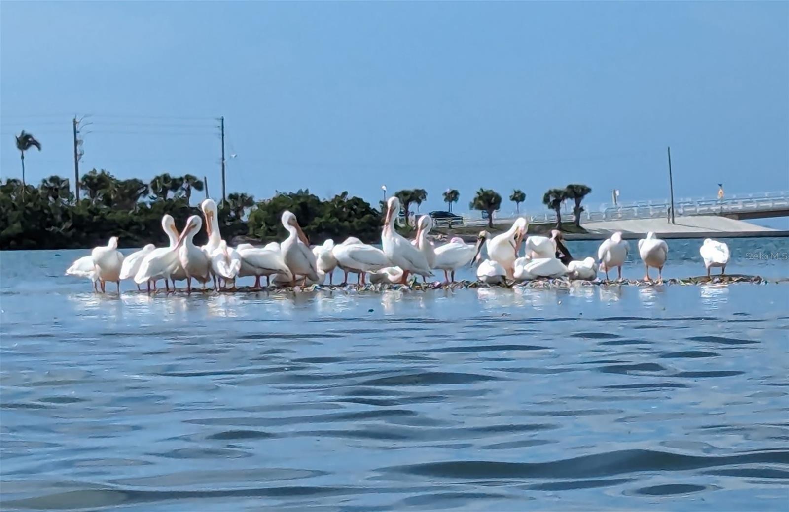 SANDPIPER KEY CONDO - Residential