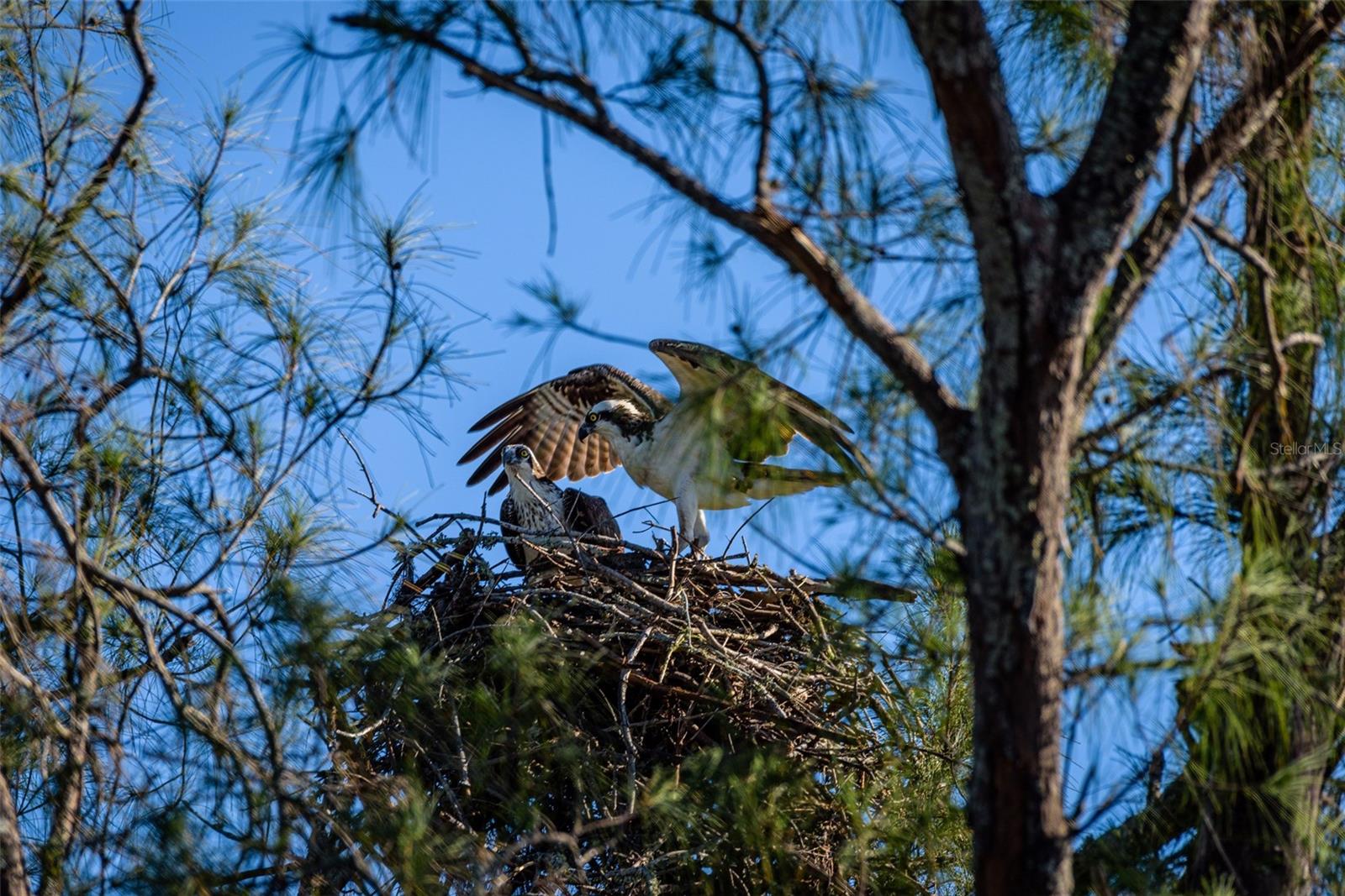 MOUNT VERNON PH 1-B - Residential