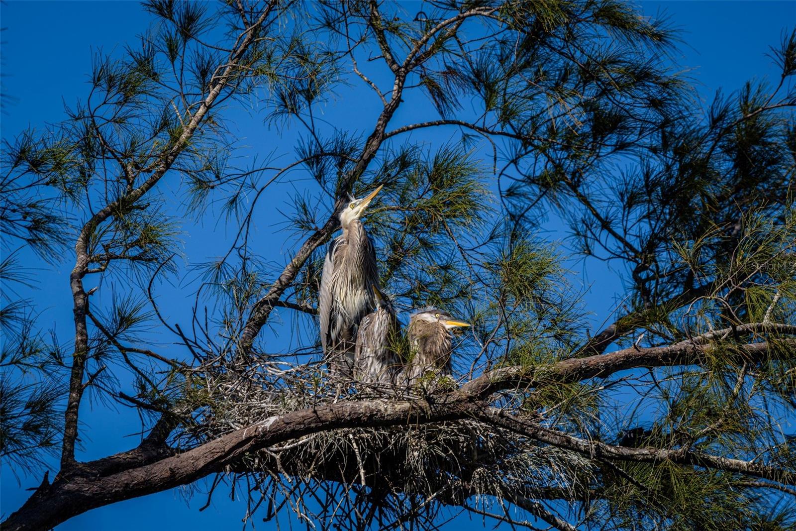 MOUNT VERNON PH 1-B - Residential