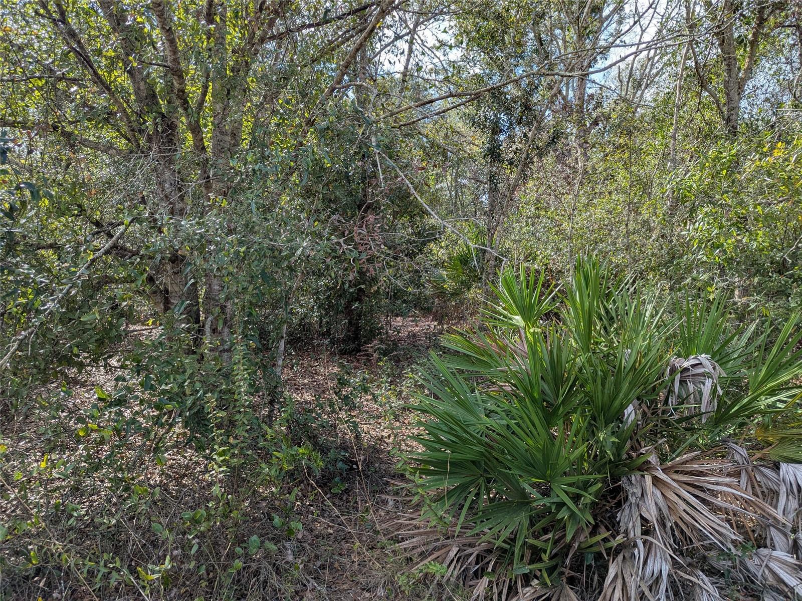 MEADOWS/ARCADIA - Residential