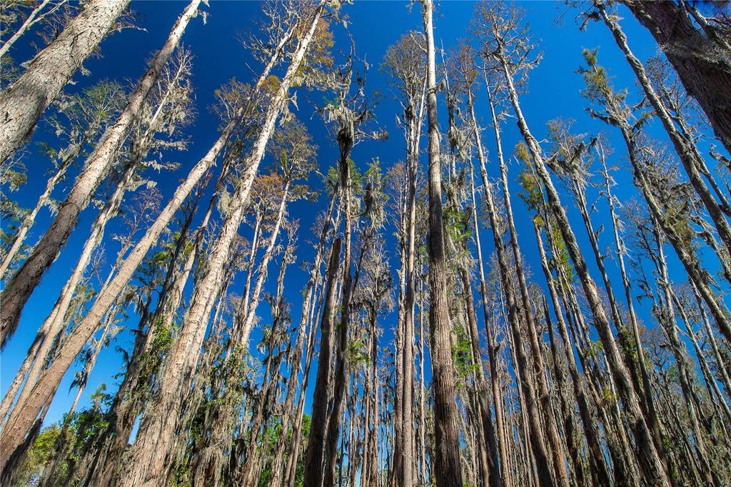 Photo of 1 Alderman Turner Road, Wimauma, FL 33598 (MLS # TB8363557)