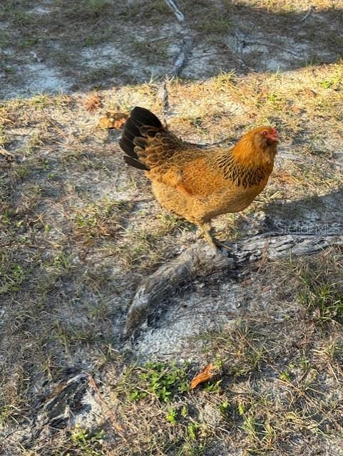 CROOM-A-COOCHEE ESTATES - Residential