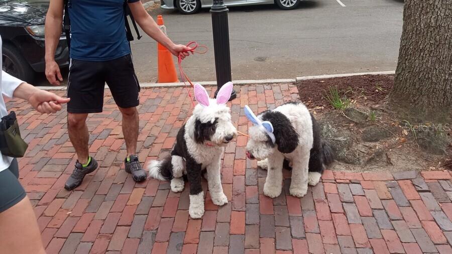 THE VILLAGE AT HAILE - Residential