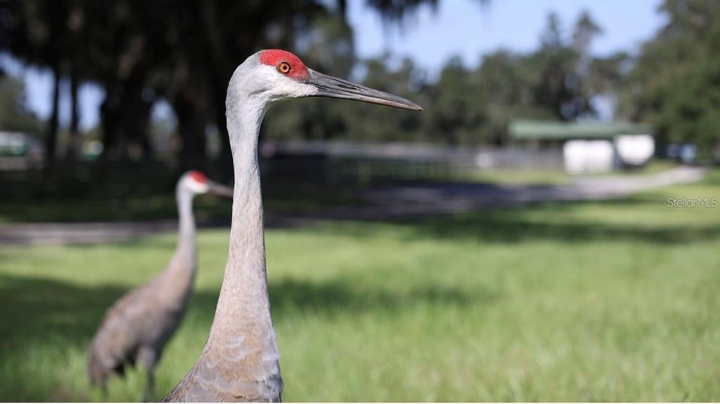 Photo of Tbd SE 157th Street Rd, Summerfield, FL 34491 (MLS # OM704476)