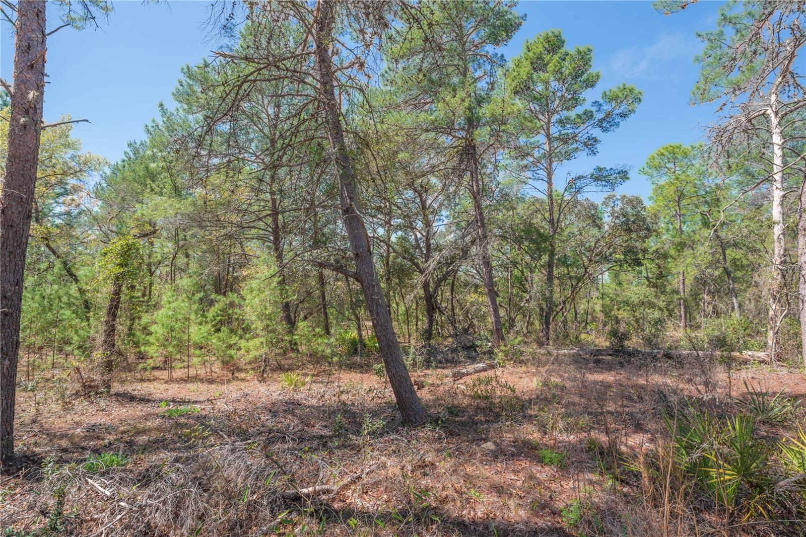 SUGARMILL WOODS OAK VILLAGE - Land