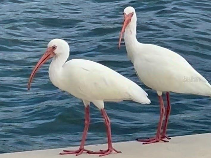 POINTE ON MIDNIGHT PASS - Residential