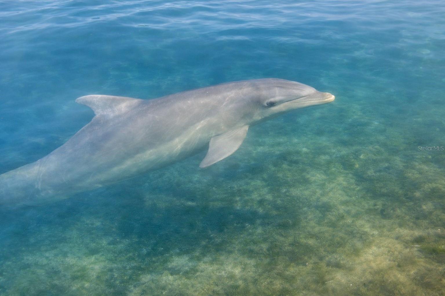 POINTE ON MIDNIGHT PASS - Residential