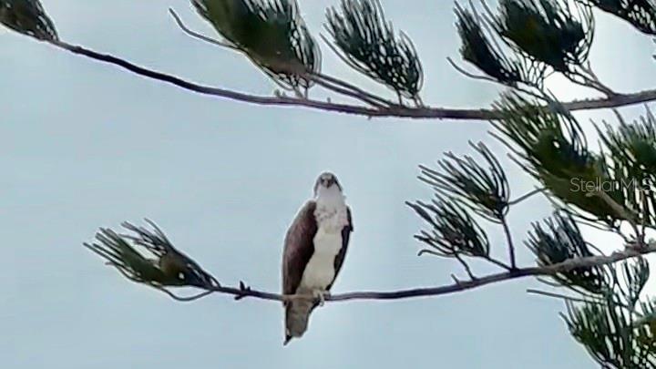 POINTE ON MIDNIGHT PASS - Residential