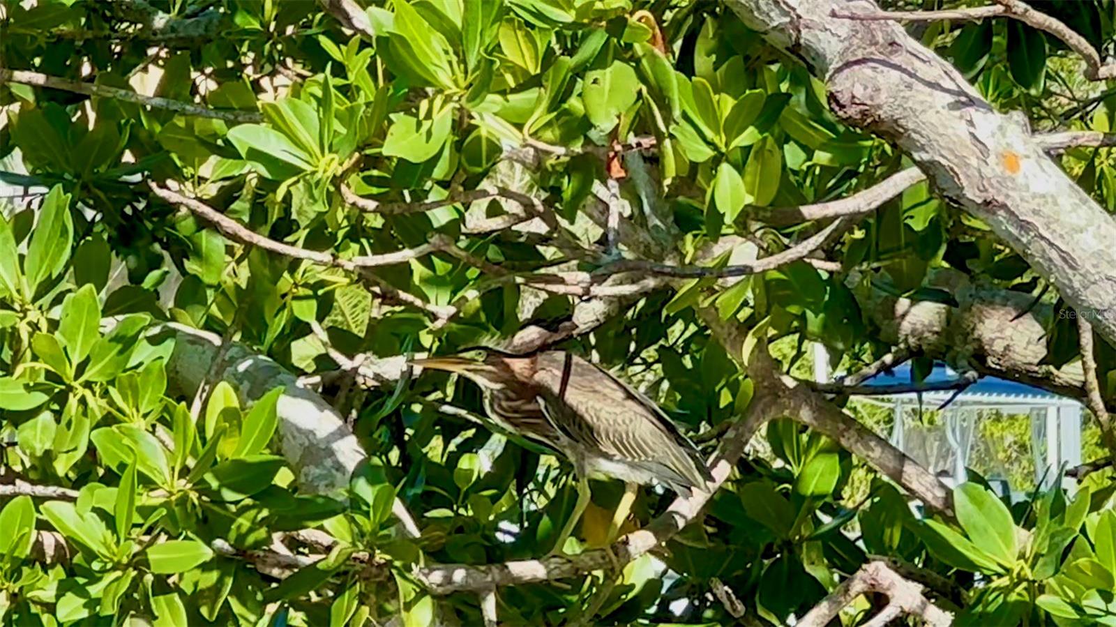 POINTE ON MIDNIGHT PASS - Residential