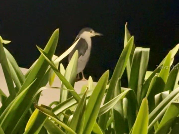 POINTE ON MIDNIGHT PASS - Residential